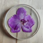 Orchideen Untersetzer