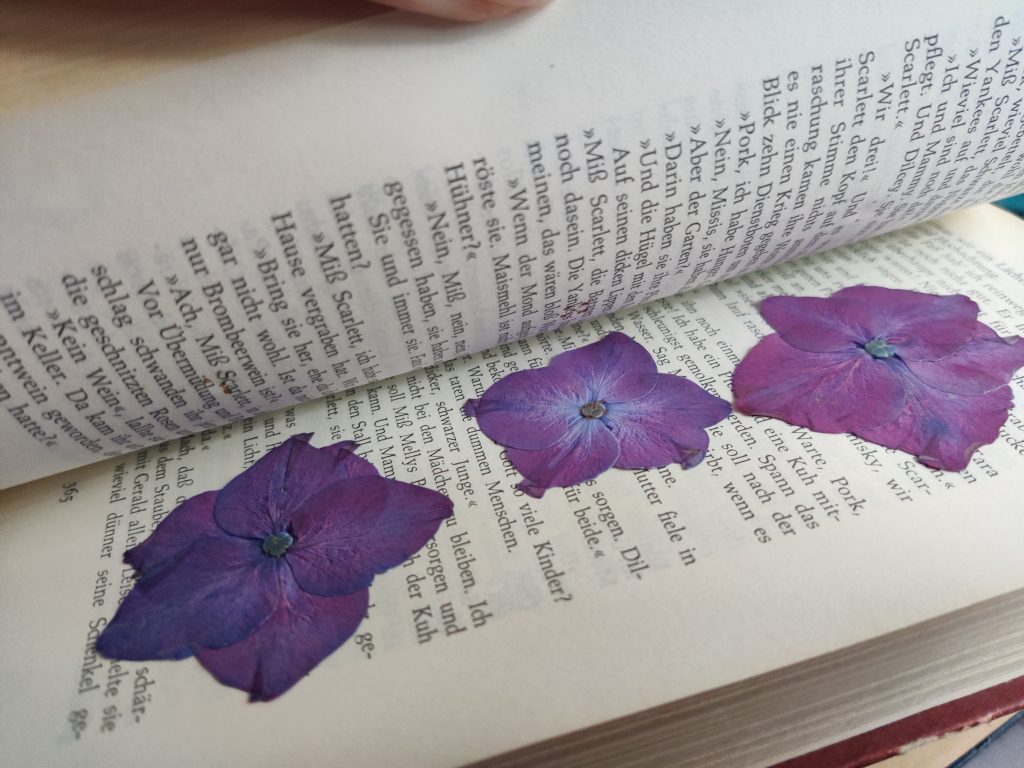Blüten, Blumen, Blätter, Gräser im Buch trocknen